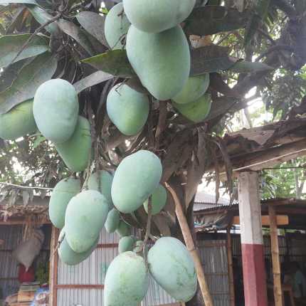 হিমসাগর আম ১০ কেজি