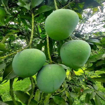 গোপালভোগ