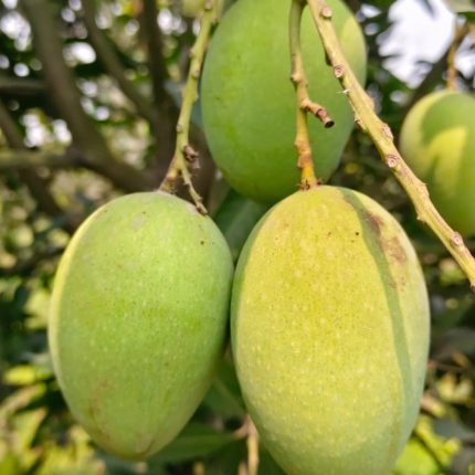 ল্যাংড়া আম