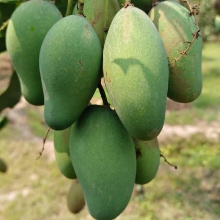 আম্রপালী